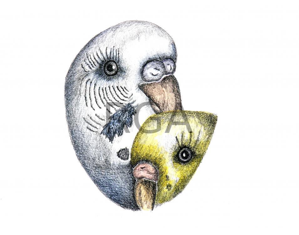 Parakeets in Oval